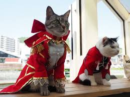 Professional top quality anime costumes like naruto cosplay costumes, bleach cosplay costumes, dragon ball cosplay costumes, etc. On His Free Time This Guy Makes Anime Costumes For His Cats And Here Are 35 Of The Coolest Ones Bored Panda
