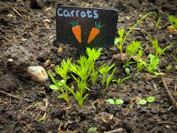 Sep 03, 2020 · preparing to plant 1. How To Grow Carrots Kids Do Gardening