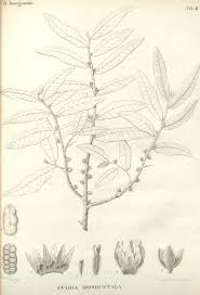 Image result for Hexalobus monopetalus