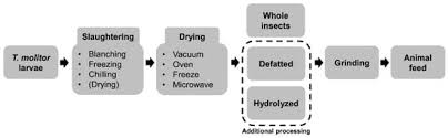 August 05, 2005 4 molitor pet & bird clinic. Animals Free Full Text Mealworm Tenebrio Molitor Larvae As An Alternative Protein Source For Monogastric Animal A Review