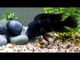 Youtube Fish Pet Cichlids Breeds