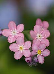 Check spelling or type a new query. Most Is Rosylva Pink Forget Me Nots Pink Flowers Meaning Pink Forget Me Not Flowers Flower Lover