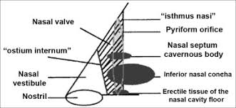 Nasal cavity diagram unlabeled : Nasal Valve Anatomy And Physiology Sciencedirect
