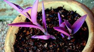 The Purple Heart Plant Is Beautiful And Easy To Care For In 2021 Purple Heart Plant Purple Plants Plants