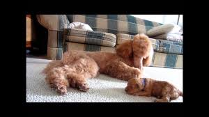 Use the search tool below and browse adoptable standard. Red Standard Poodle Puppies Playing With Their Grandma Youtube