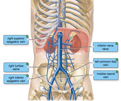 Blood vessels are often named after either the region of the body through which. A P 2 Lab Test 2 Flashcards Quizlet