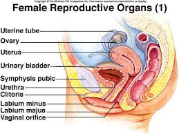 Looking to learn the anatomy of the male and female reproductive systems? Female Anatomy Labeled Diagram Anatomy Drawing Diagram
