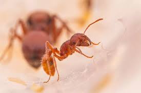 Image result for Pogonospermum subsessile