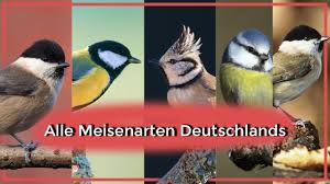 Alle Meisenarten Deutschlands Aussehen Gesang Lebensweise Youtube