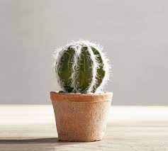 Squirrels need oxygen, just as humans do, so they breathe in air much the same way as humans do. Faux Potted Mini Cactus Pottery Barn