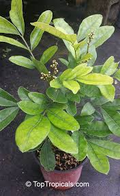 Image result for Deinbollia sp. A