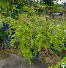 Image result for Memecylon myrianthum