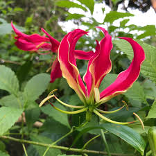 Image result for Colchicaceae