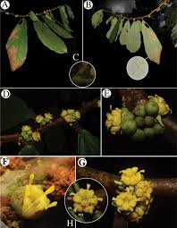 Image result for Malvaceae: Byttnerioideae, Helicteroideae