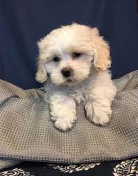 Check spelling or type a new query. Shichon Puppy For Sale Adoption Rescue For Sale In Knoxville Iowa Classified Americanlisted Com
