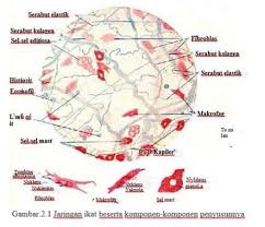 Jaringan Ikat Jenis Materi Fungsi Dan Komponennya