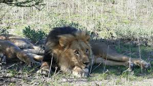 Image result for Holubia saccata