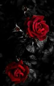 Black Background With Rose Pin By Briana Montez On Rosas Flowers Black Background Rose Wallpaper Rose Images