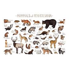 Pennsylvania Mammals Field Guide Art Print Animals Of Pennsylvania Watercolor Painting Wall Art Nature Print W Nature Wall Art Nature Prints Mammals