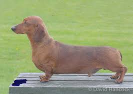 If you have any questions about your purchase or any other product for sale our customer service representatives are available to help. 1146 Short And Crooked Criminal Breeding David Hancock