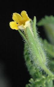 Image result for Jamesbrittenia integerrima