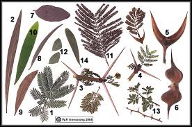 You will learn wonderful beech trees facts about, types of beech trees, information on the beech species, planting info, beech tree trivia and see images for identification of different beech tree type. Acacias