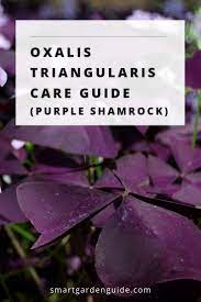 Oxalis Triangularis Care Also Known As Purple Shamrock Or False Shamrock How To Grow And Care For Oxalis Triangularis Ho Purple Shamrock Purple Plants Plants
