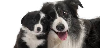 Border Collie Cinsi Kopek Bakimi Ve Ozellikleri