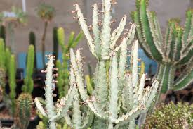 Image result for Euphorbia baylissii