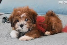 Hide this posting restore restore this posting. Maltipoo Puppies For Sale In Texas Craigslist