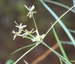 Image result for Pycreus flavescens