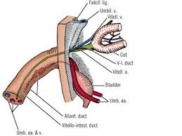 Image result for Umbilicus botryoides