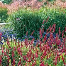 Image result for Persicaria