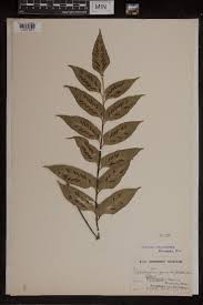 Image result for Asplenium gemmiferum