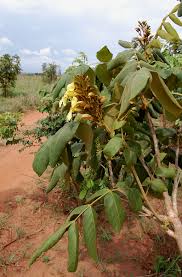 Image result for Markhamia obtusifolia