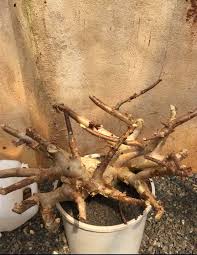 Image result for Commiphora tenuipetiolata