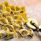 Hands-On: Pasta Agnolotti al Tartufo event in Dallas, TX