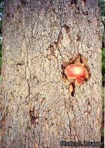 Image result for Isoberlinia tomentosa