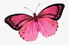 We did not find results for: Ø³ÙƒØ±Ø§Ø¨Ø² Ø¨Ø¯ÙˆÙ† ØªØ­Ù…ÙŠÙ„ Scraps Butterfly Clip Art Butterfly Pink Butterfly Transparent Background 750x500 Png Download Pngkit