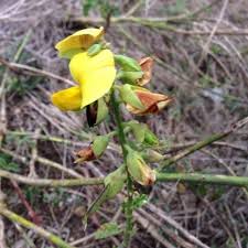 Image result for Crotalaria retusa