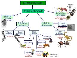Arthropod Notes Arthropods Kingdom Animalia Homeschool Nature Study