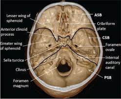View Image Radiology Anatomy Human Anatomy And Physiology