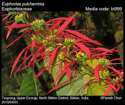 Image result for Euphorbia pulcherrima