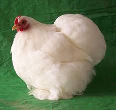 cochin pekin bantam chicken breed information chicken