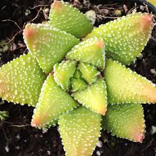 Image result for Steganotaenia hockii