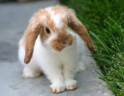 We have 2 months old holland lop bunny rabbits for sale. Holland Lop Cute Baby Bunnies Cute Animals Bunny