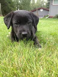 Black And White Labrador Mix Puppies Black Lab Huskie Mix This Is My Rescue Puppy She S 8 Weeks Old And The Runt We Named Her Oreo Because Of Her Black And White Rescue Puppies Puppies Dog Cat