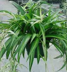 Image result for Chlorophytum