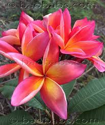 Image result for Plumeria rubra