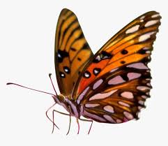 Check spelling or type a new query. Butterfly Png No Background Butterflies Transparent Background Png Png Download Transparent Png Image Pngitem